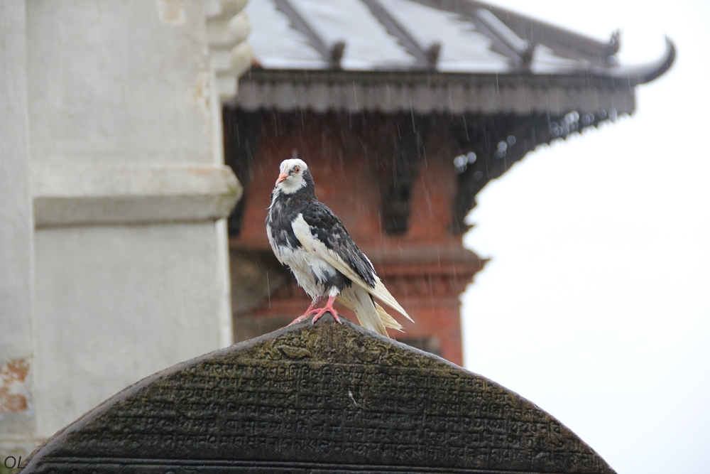 Blessed Birdy-Swayambhu Blessed Birdy-Swayambhu