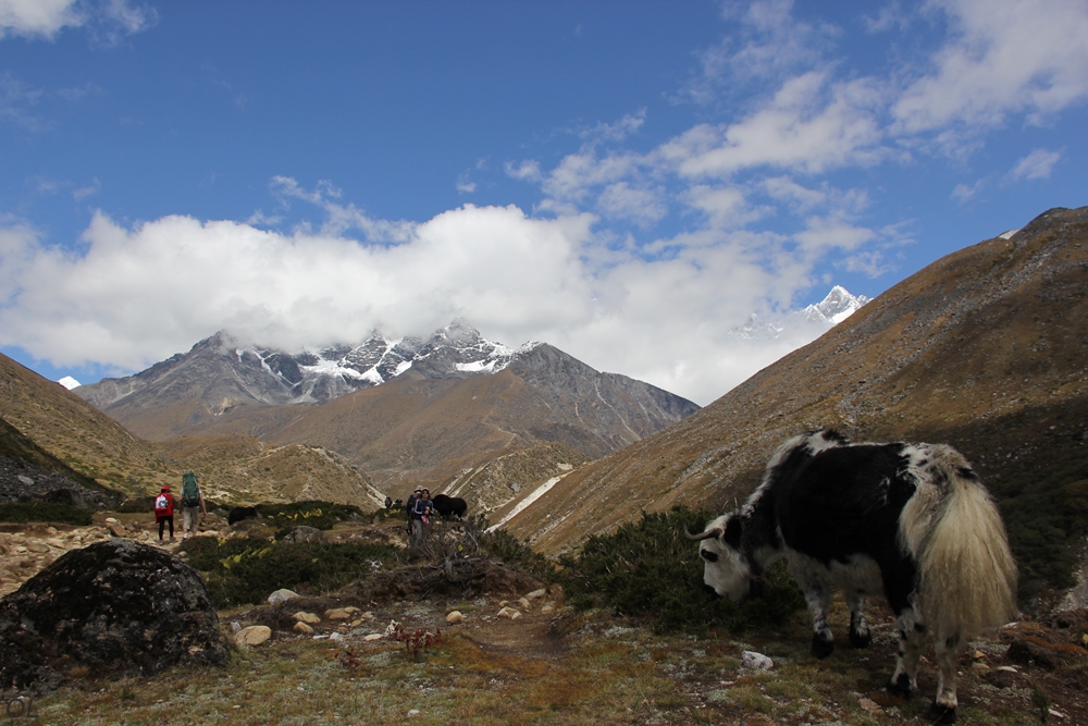 Yak's Happy Life Yak's Happy Life-Nepal