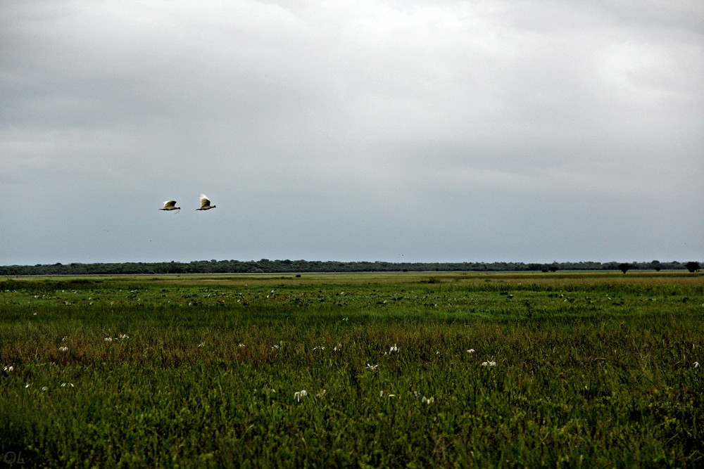 Building a Home Together 比翼双飞