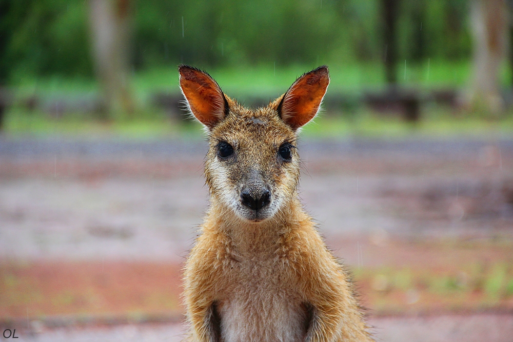 A Friendly Creature A Friendly Creature