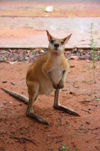 Friendly Visitors Kangaroo in Katherine National Park