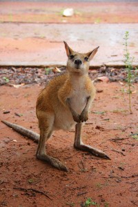 Kangaroo in Katherine National Park
