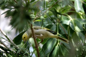 A Bird in Northern Territory