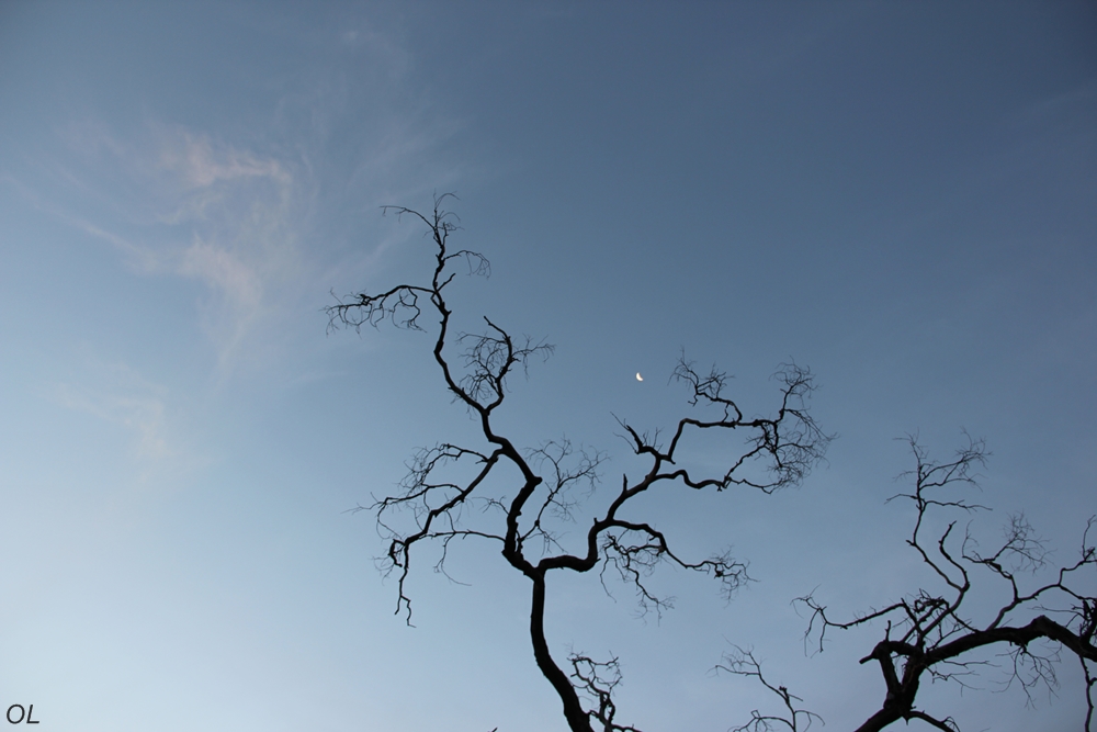 Moon on a Tree Moon on a Tree
