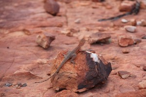 Lizard at King's Canyon Lizard at King's Canyon
